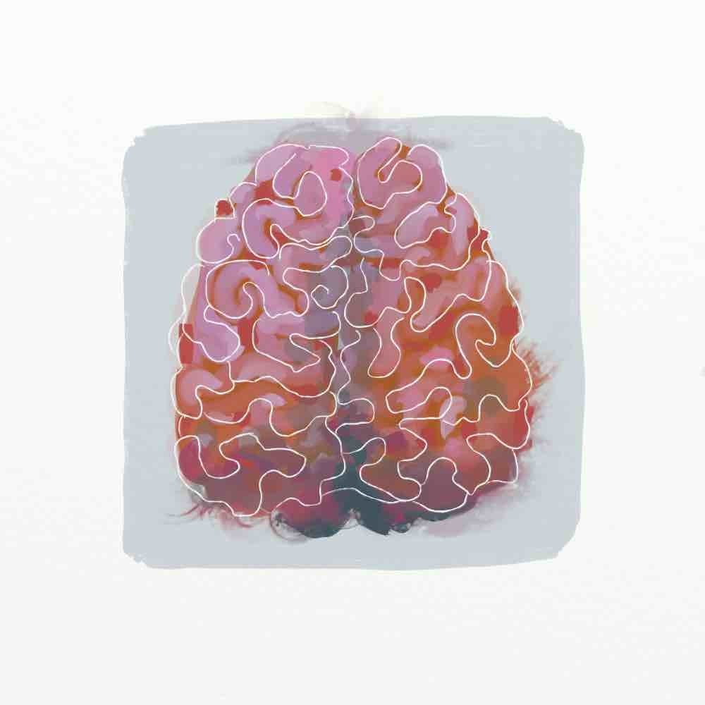 The Brain. Illustration by Holly Prouty.