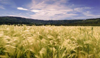 A photo of a crop field