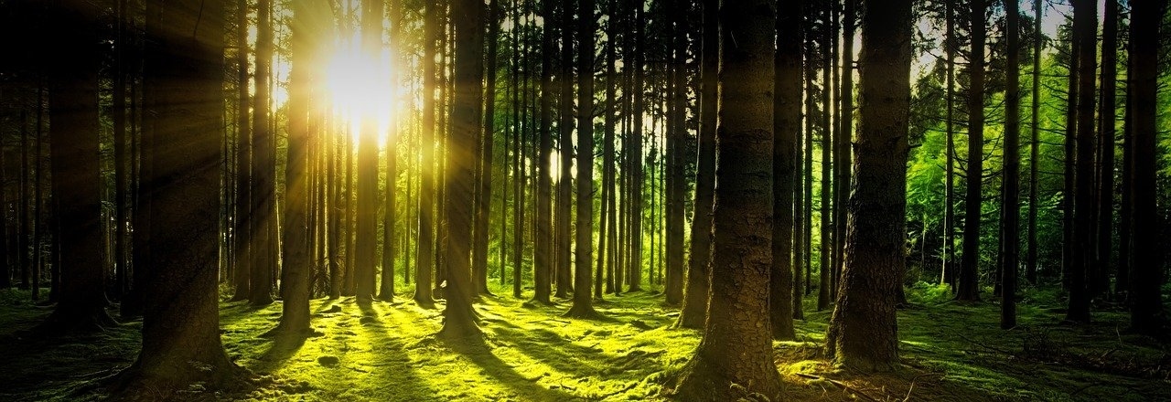 Sun shining through trees in a forest.
